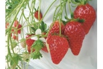 【木曽川・一宮発】*日帰り昼食付き*『愛知 うなぎの兼光と知多いちご狩り』3